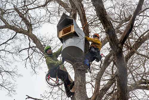 シマフクロウ巣箱設置