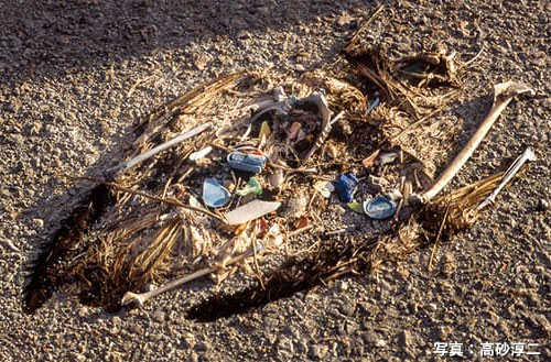 プラスチック片が残ったヒナの死骸