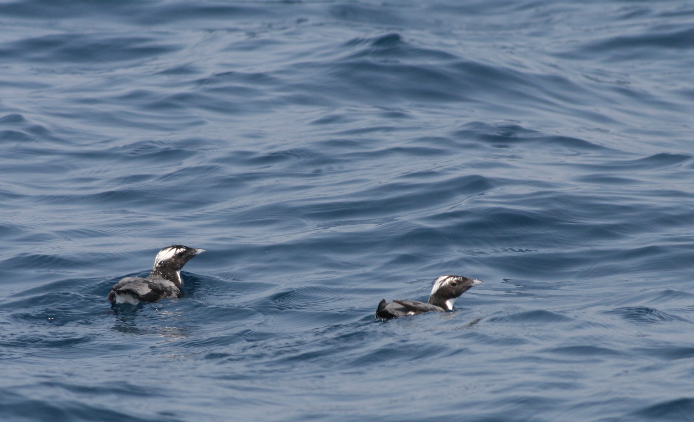 カンムリウミスズメ
